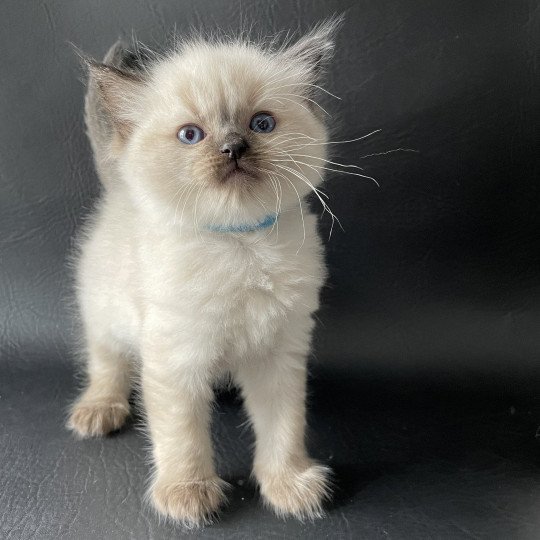 chaton Ragdoll Ulia Les Ragdolls de la Croisette