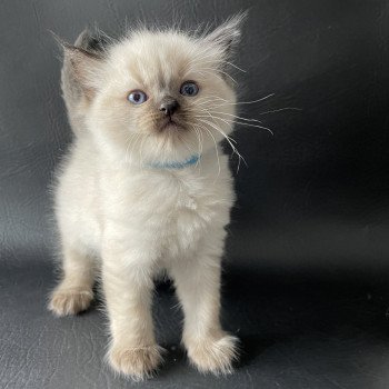 chaton Ragdoll Ulia Les Ragdolls de la Croisette