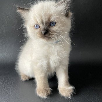 chaton Ragdoll Ulia Les Ragdolls de la Croisette chaton Ragdoll Ulia Les Ragdolls de la Croisette