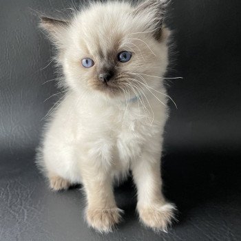 chaton Ragdoll Ulia Les Ragdolls de la Croisette