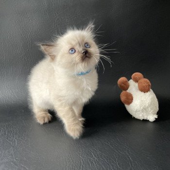 chaton Ragdoll Ulia Les Ragdolls de la Croisette