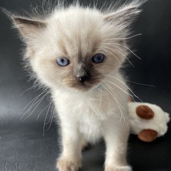 chaton Ragdoll Ulia Les Ragdolls de la Croisette