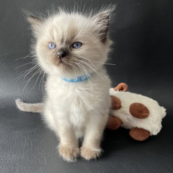 chaton Ragdoll Ulia Les Ragdolls de la Croisette