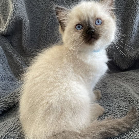 chaton Ragdoll seal point Ulia Les Ragdolls de la Croisette