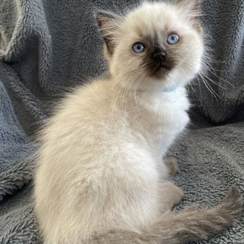 chaton Ragdoll seal point Ulia Les Ragdolls de la Croisette