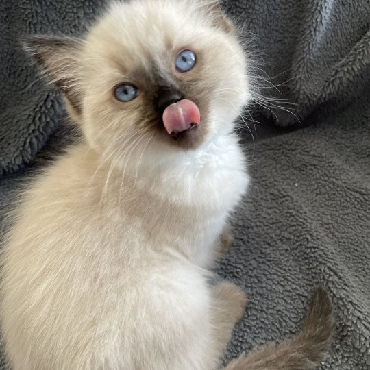 chaton Ragdoll seal point Ulia Les Ragdolls de la Croisette