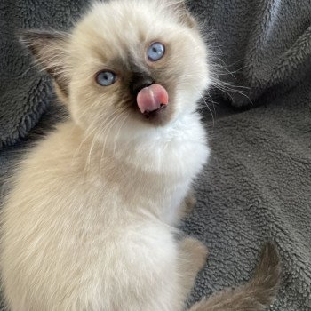 chaton Ragdoll seal point Ulia Les Ragdolls de la Croisette