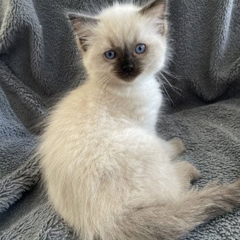 chaton Ragdoll seal point Ulia Les Ragdolls de la Croisette