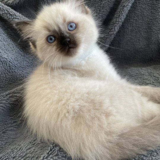 chaton Ragdoll seal point Ulia Les Ragdolls de la Croisette