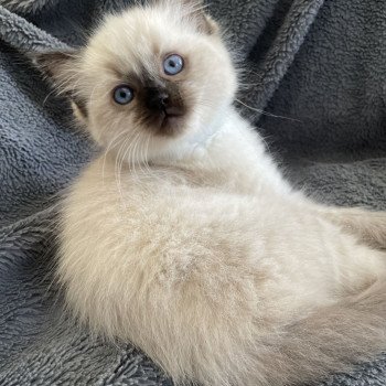 chaton Ragdoll seal point Ulia Les Ragdolls de la Croisette