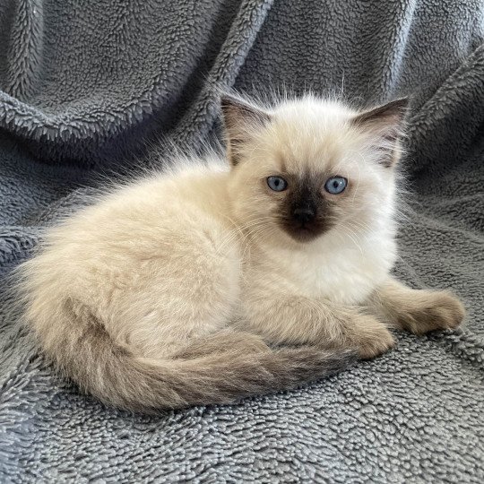 chaton Ragdoll seal point Ulia Les Ragdolls de la Croisette