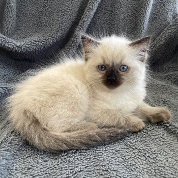 chaton Ragdoll seal point Ulia Les Ragdolls de la Croisette