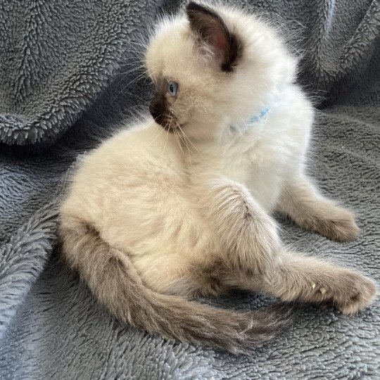 chaton Ragdoll seal point Ulia Les Ragdolls de la Croisette