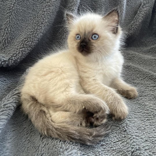 chaton Ragdoll seal point Ulia Les Ragdolls de la Croisette