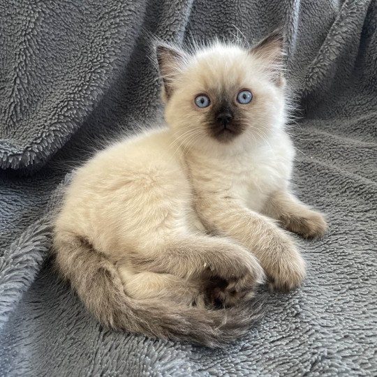 chaton Ragdoll seal point Ulia Les Ragdolls de la Croisette