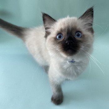 chaton Ragdoll seal point Ulia Les Ragdolls de la Croisette