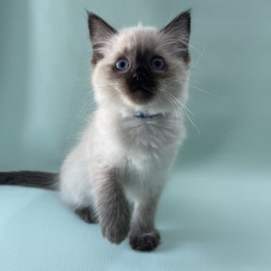 chaton Ragdoll seal point Ulia Les Ragdolls de la Croisette