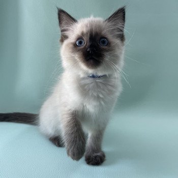 chaton Ragdoll seal point Ulia Les Ragdolls de la Croisette