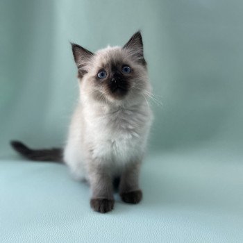 chaton Ragdoll seal point Ulia Les Ragdolls de la Croisette