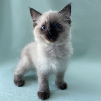 chaton Ragdoll seal point Ulia Les Ragdolls de la Croisette