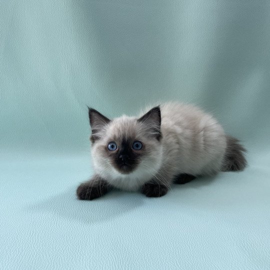 chaton Ragdoll seal point Ulia Les Ragdolls de la Croisette