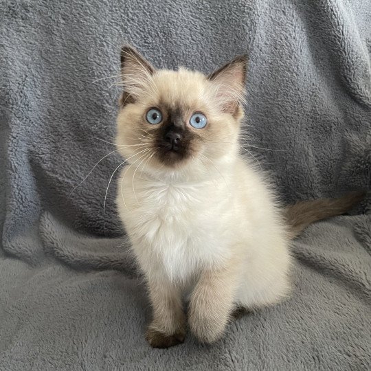 chaton Ragdoll seal point Ulia Les Ragdolls de la Croisette