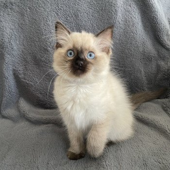 chaton Ragdoll seal point Ulia Les Ragdolls de la Croisette