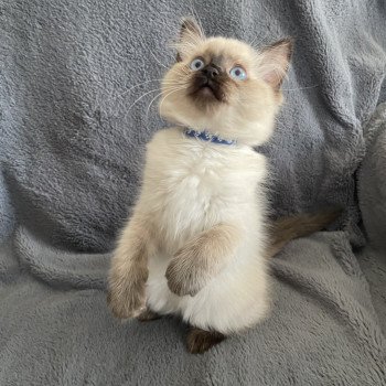 chaton Ragdoll seal point Ulia Les Ragdolls de la Croisette chaton Ragdoll seal point Ulia Les Ragdolls de la Croisette