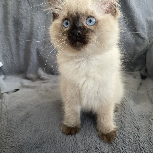 chaton Ragdoll seal point Ulia Les Ragdolls de la Croisette