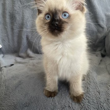 chaton Ragdoll seal point Ulia Les Ragdolls de la Croisette