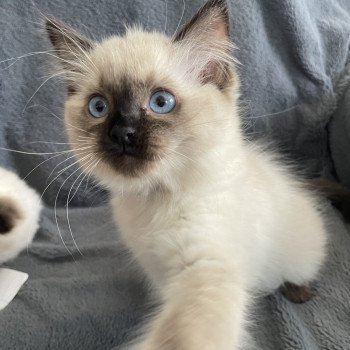 chaton Ragdoll seal point Ulia Les Ragdolls de la Croisette