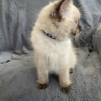 chaton Ragdoll seal point Ulia Les Ragdolls de la Croisette chaton Ragdoll seal point Ulia Les Ragdolls de la Croisette