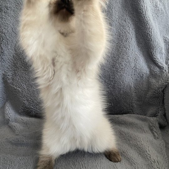 chaton Ragdoll seal point Ulia Les Ragdolls de la Croisette