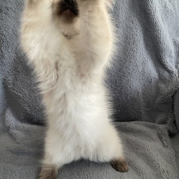 chaton Ragdoll seal point Ulia Les Ragdolls de la Croisette chaton Ragdoll seal point Ulia Les Ragdolls de la Croisette