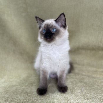 chaton Ragdoll seal point Ulia Les Ragdolls de la Croisette