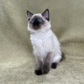 chaton Ragdoll seal point Ulia Les Ragdolls de la Croisette