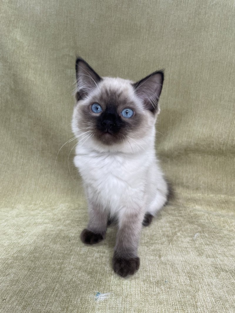 Ulia De La Croisette Femelle Ragdoll