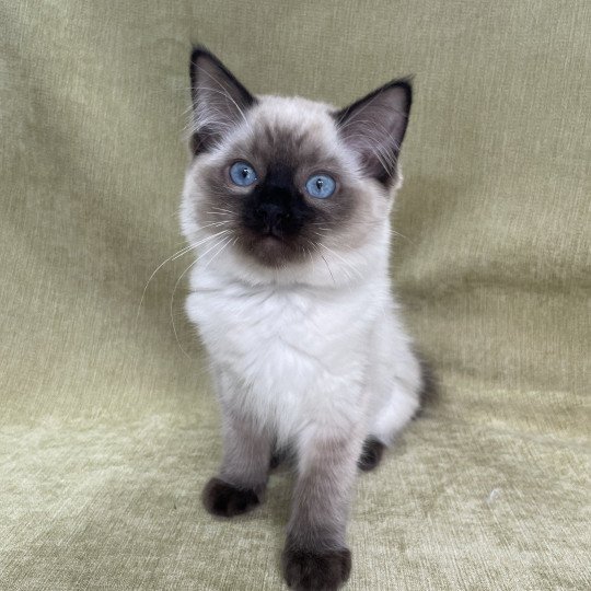 Ulia De La Croisette Femelle Ragdoll