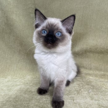 chaton Ragdoll seal point Ulia Les Ragdolls de la Croisette