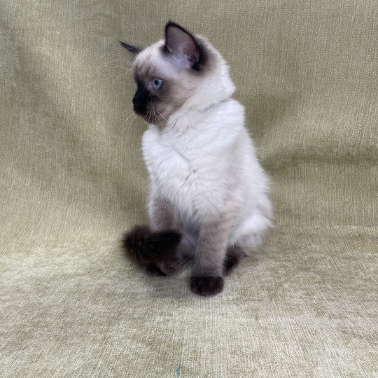 chaton Ragdoll seal point Ulia Les Ragdolls de la Croisette