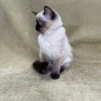 chaton Ragdoll seal point Ulia Les Ragdolls de la Croisette chaton Ragdoll seal point Ulia Les Ragdolls de la Croisette