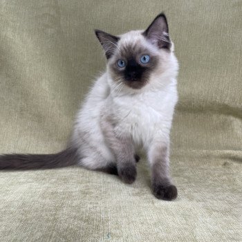 chaton Ragdoll seal point Ulia Les Ragdolls de la Croisette chaton Ragdoll seal point Ulia Les Ragdolls de la Croisette