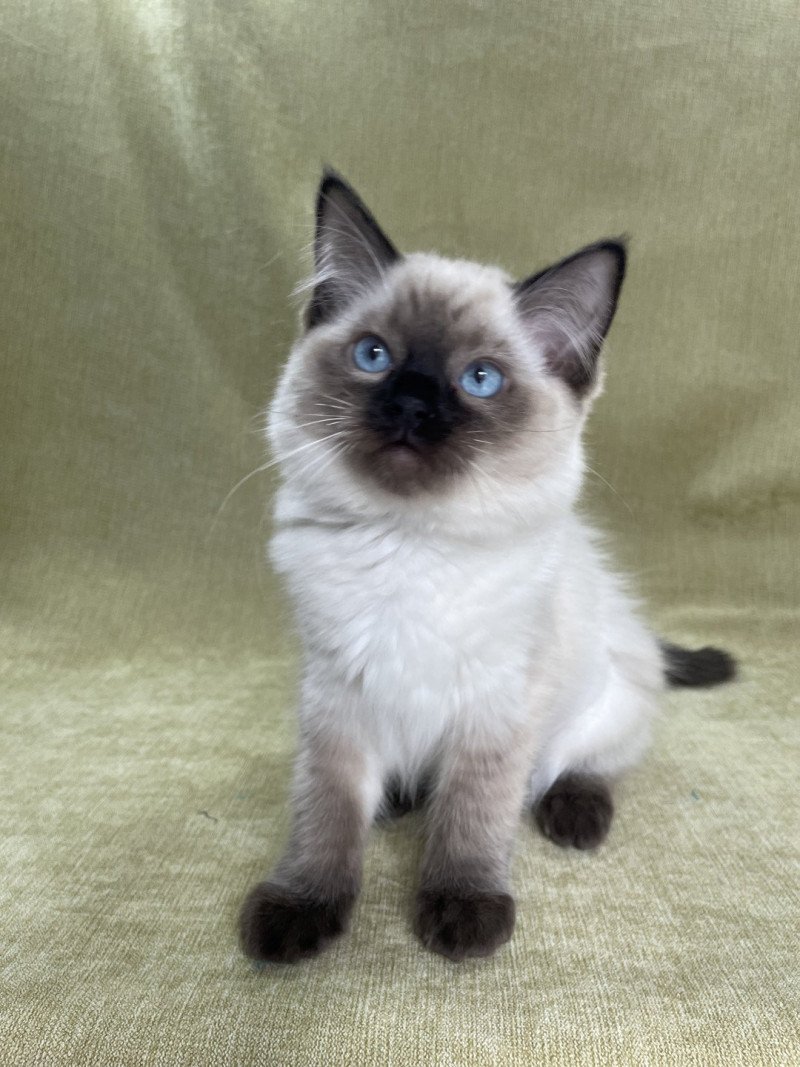 Ulia De La Croisette Femelle Ragdoll