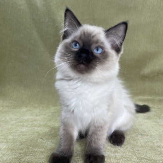 chaton Ragdoll seal point Ulia Les Ragdolls de la Croisette