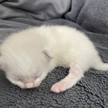 chaton Ragdoll bleu Les Ragdolls de la Croisette chaton Ragdoll bleu Les Ragdolls de la Croisette