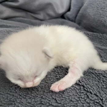 chaton Ragdoll bleu Les Ragdolls de la Croisette