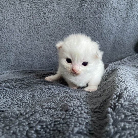 chaton Ragdoll violet Les Ragdolls de la Croisette