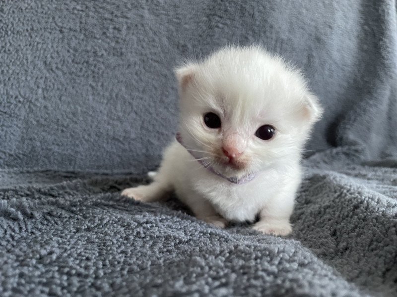 violet De La Croisette Mâle Ragdoll
