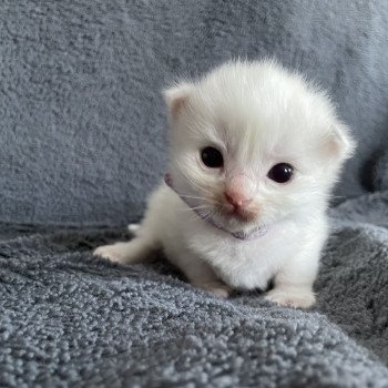 chaton Ragdoll violet Les Ragdolls de la Croisette