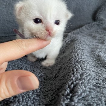 chaton Ragdoll violet Les Ragdolls de la Croisette